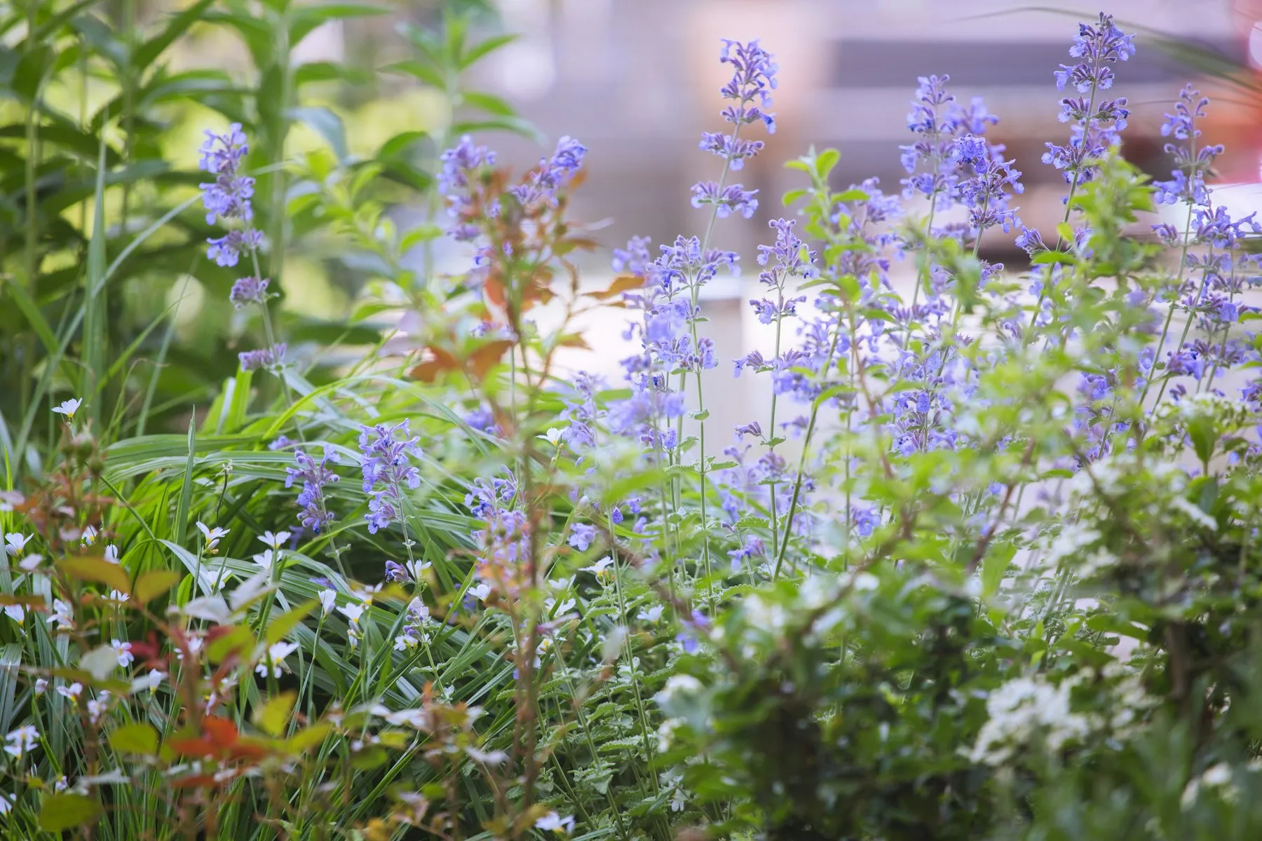 Massif paysager fleuri d'un jardin méditerranéen